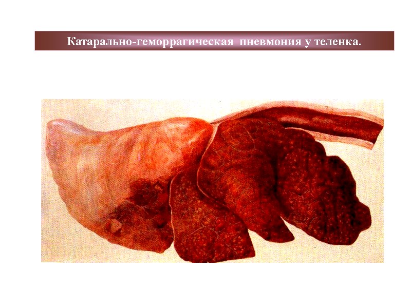Катарально-геморрагическая пневмония у теленка.
